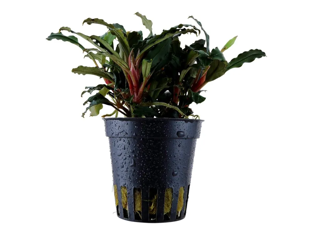 Bucephalandra sp. 'Rossa' Geprüft
