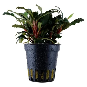 Neuheit Bucephalandra sp. 'Roja