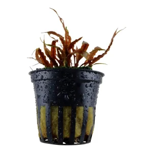 Heißes Angebot Cryptocoryne albida 'Brown'