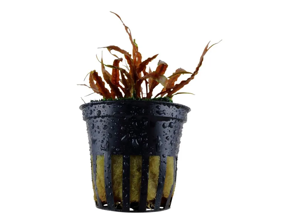 Preisknaller Cryptocoryne albida 'Brown' (cryptocorne albida)