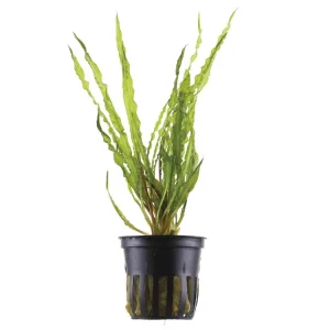 Cryptocoryne crispatula Bestpreis