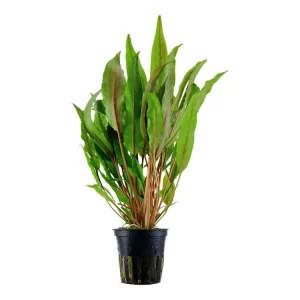 Schnäppchen Cryptocoryne undulata 'Broad Leaves' (cryptocoryne à feuilles larges)
