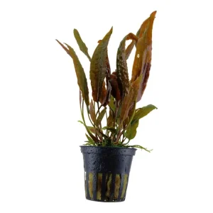 Jetzt Kaufen Cryptocoryne usteriana