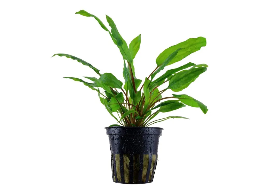Cryptocoryne wendtii 'Green' (plante verte) Neue Ware