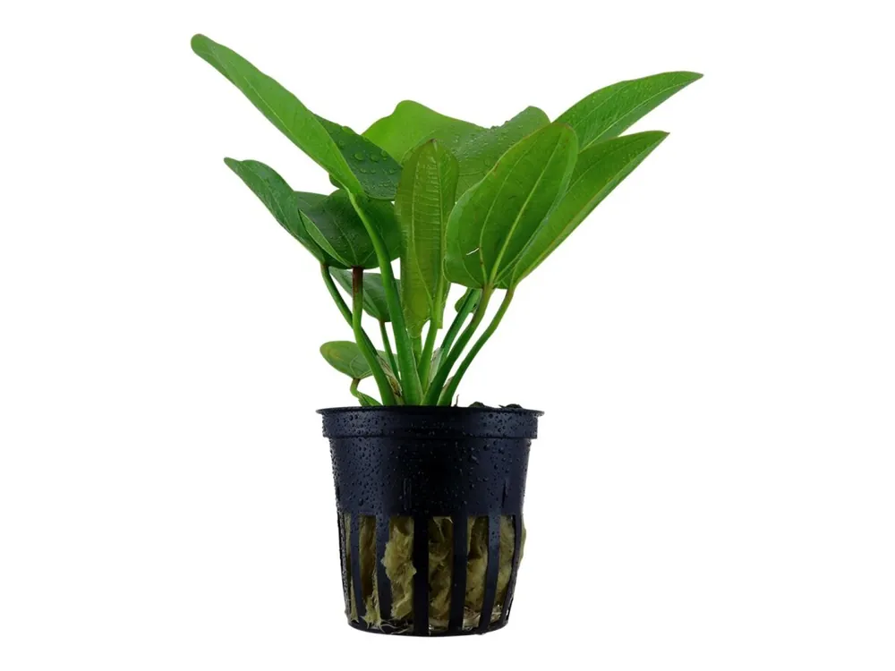 Echinodorus 'Aquartica' Finale Aktion
