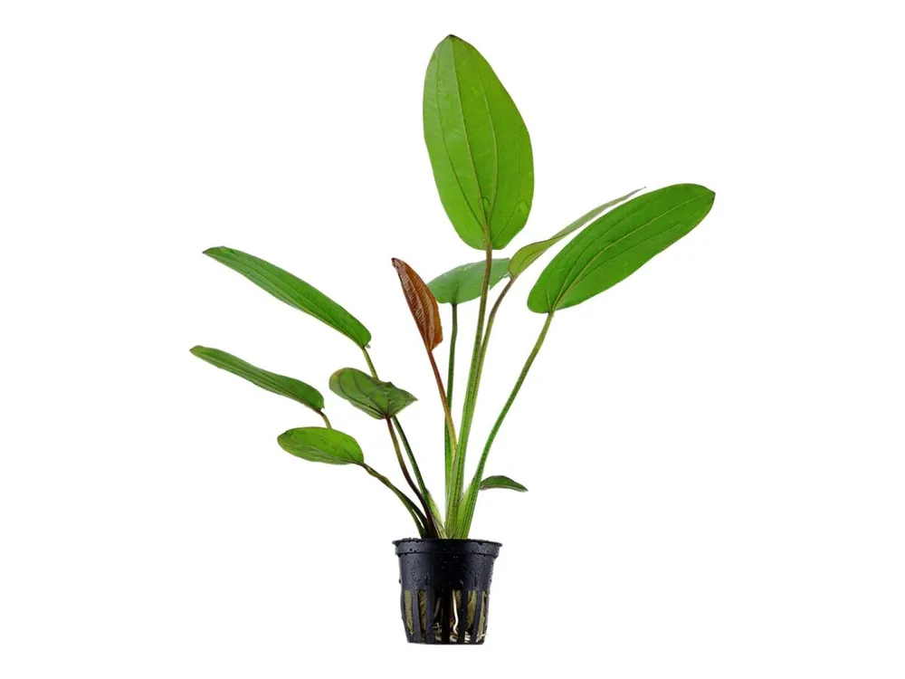 Echinodorus 'Barthii Bestpreis