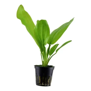 Solange Der Vorrat Reicht Echinodorus cordifolius "Fluitans