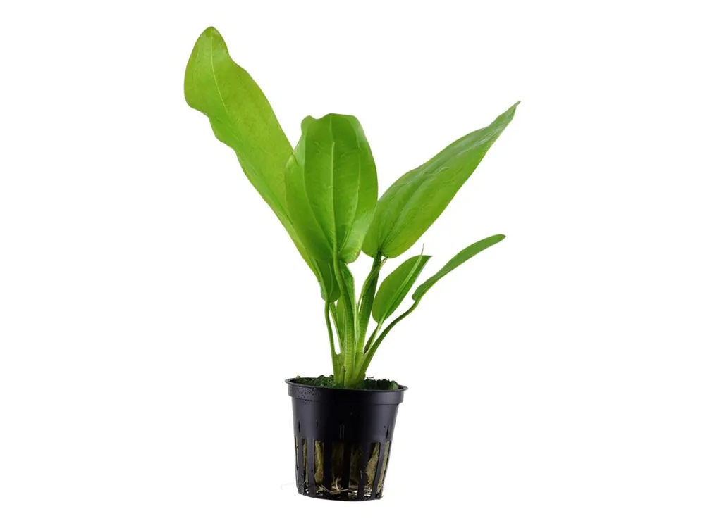Solange Der Vorrat Reicht Echinodorus cordifolius "Fluitans