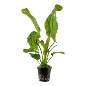 Preisknaller Echinodorus 'Ozelot Green'