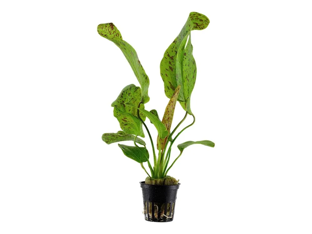 Echinodorus 'Ozelot Green' (Verde Ozelot) Nur Für Kurze Zeit