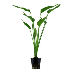 Must-Have Echinodorus palifolius