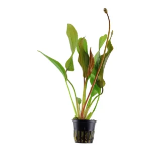Saisonangebot Echinodorus 'Diamante rojo