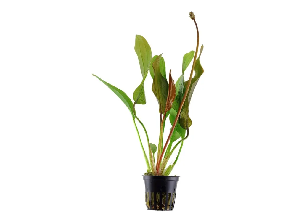 Saisonangebot Echinodorus 'Diamante rojo