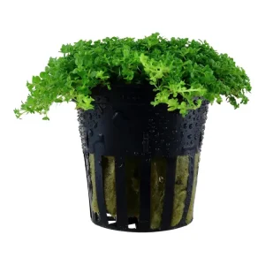 Micranthemum callitrichoides 'Cuba Angebot