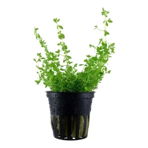 Sale Micranthemum glomeratum