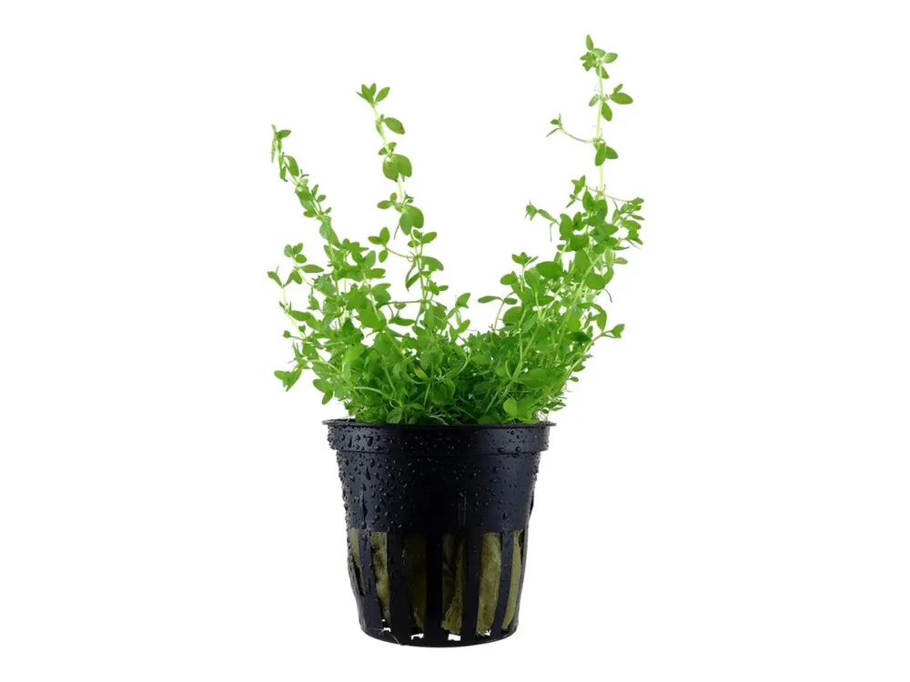 Sale Micranthemum glomeratum