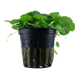 Direkt Vom Hersteller Hydrocotyle verticillata