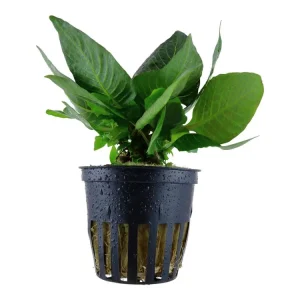 Preisreduziert Hygrophila corymbosa 'Compact