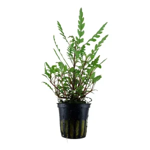 Highlight Hygrophila pinnatifida