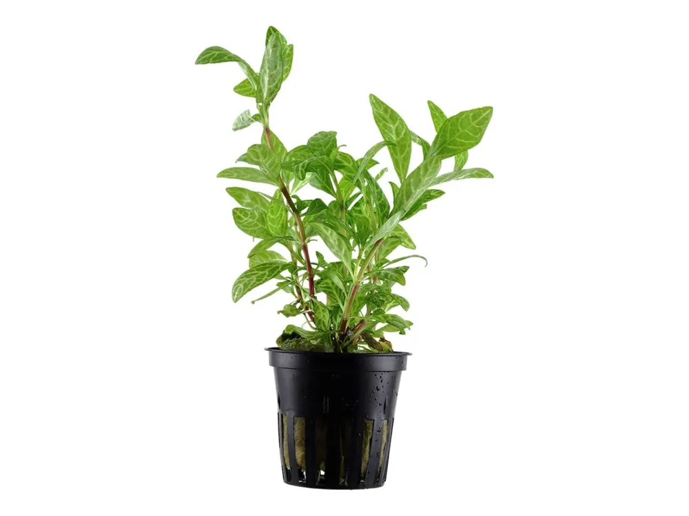 Direkt Vom Hersteller Hygrophila polysperma 'Rosanervig'
