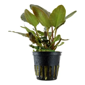 Neue Kollektion Lagenandra meeboldii 'Roja