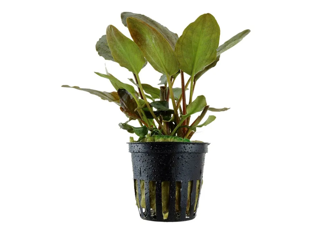Neue Kollektion Lagenandra meeboldii 'Roja