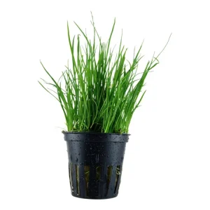 Lilaeopsis mauritiana Begrenztes Angebot