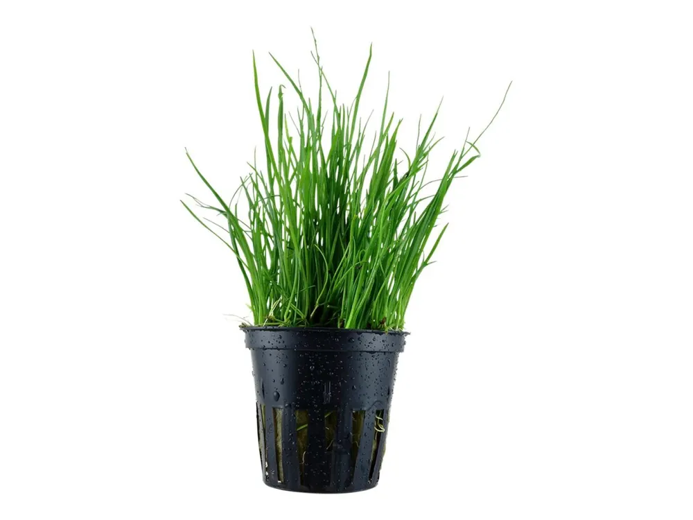 Lilaeopsis mauritiana Begrenztes Angebot