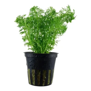 Limnophila sessiliflora Top-Angebot