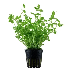 Lindernia rotundifolia Saisonangebot