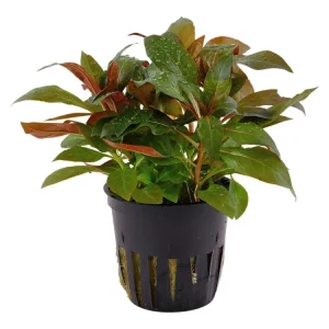 Günstig Ludwigia glandulosa