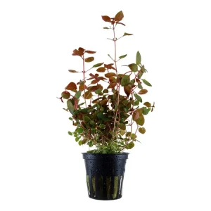 Ludwigia palustris 'Super Red' Nur Heute