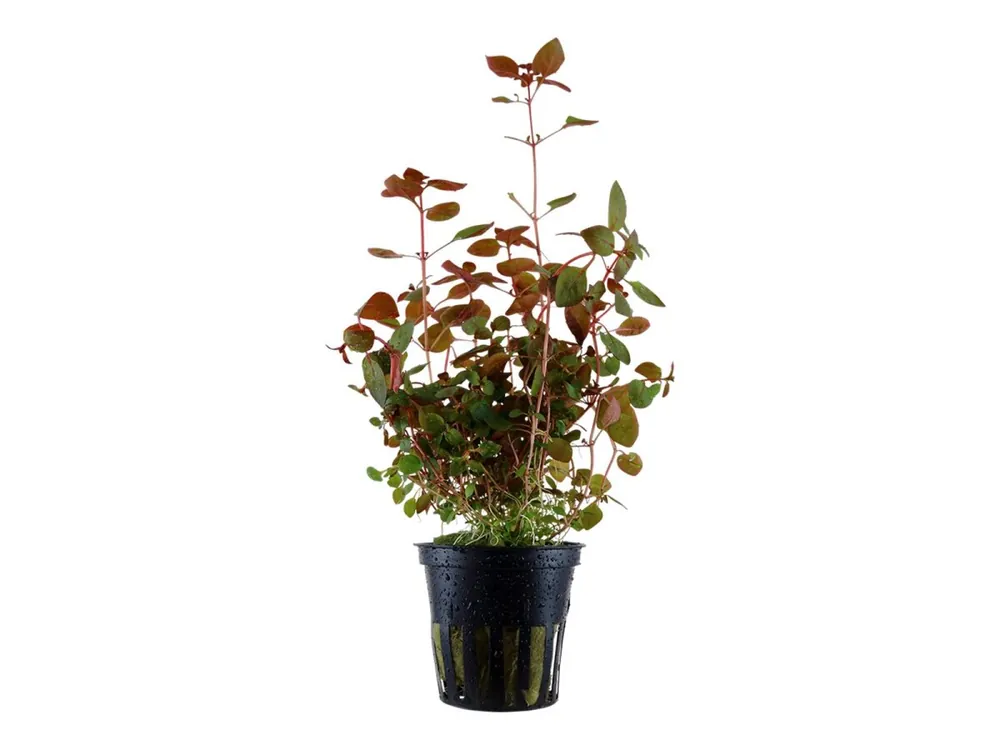 Ludwigia palustris 'Super Red' Nur Heute
