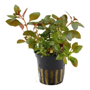 Ludwigia repens 'Rubin' Highlight