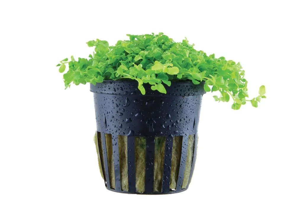 Super-Preis Micranthemum tweediei 'Monte Carlo'