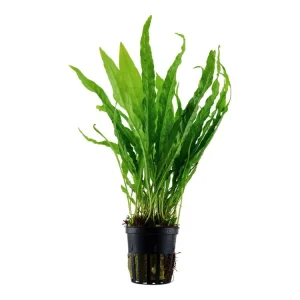 Aktuell Microsorum pteropus