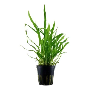 Microsorum pteropus 'Narrow' (Estrecho) Highlight