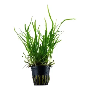 Microsorum pteropus "Trident Letzte Chance