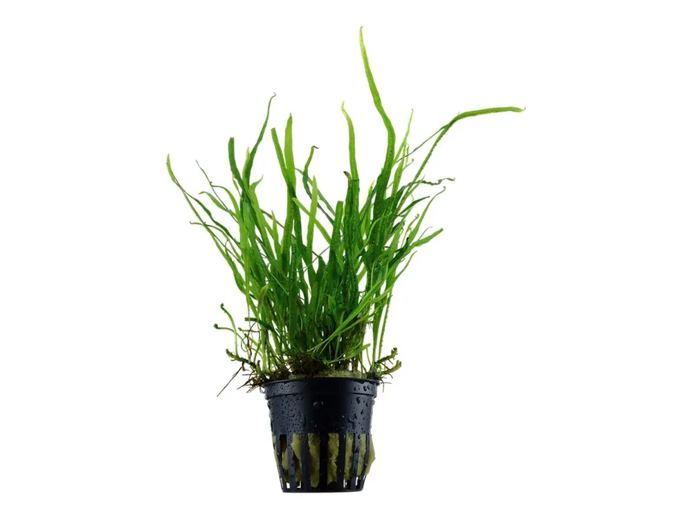Microsorum pteropus "Trident Letzte Chance