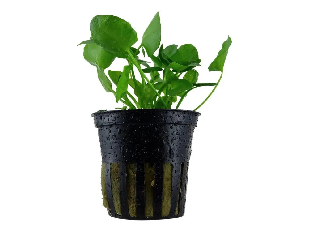 Direkt Vom Hersteller Nymphoides hydrophylla 'Taiwan
