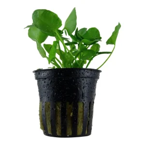 Must-Have Nymphoides hydrophylla 'Taiwán