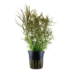 Sale Pogostemon stellatus