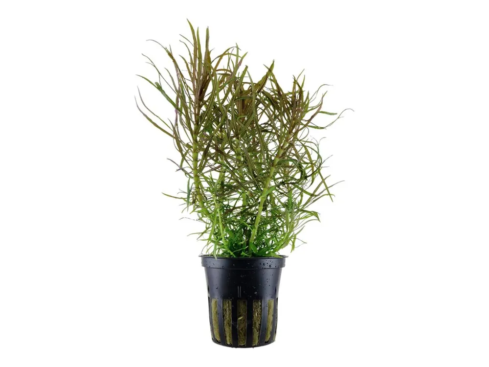 Sale Pogostemon stellatus