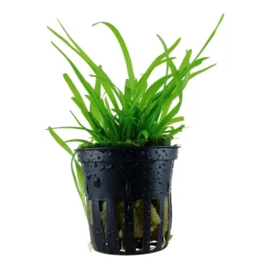 Sagittaria subulata Wochenendangebot