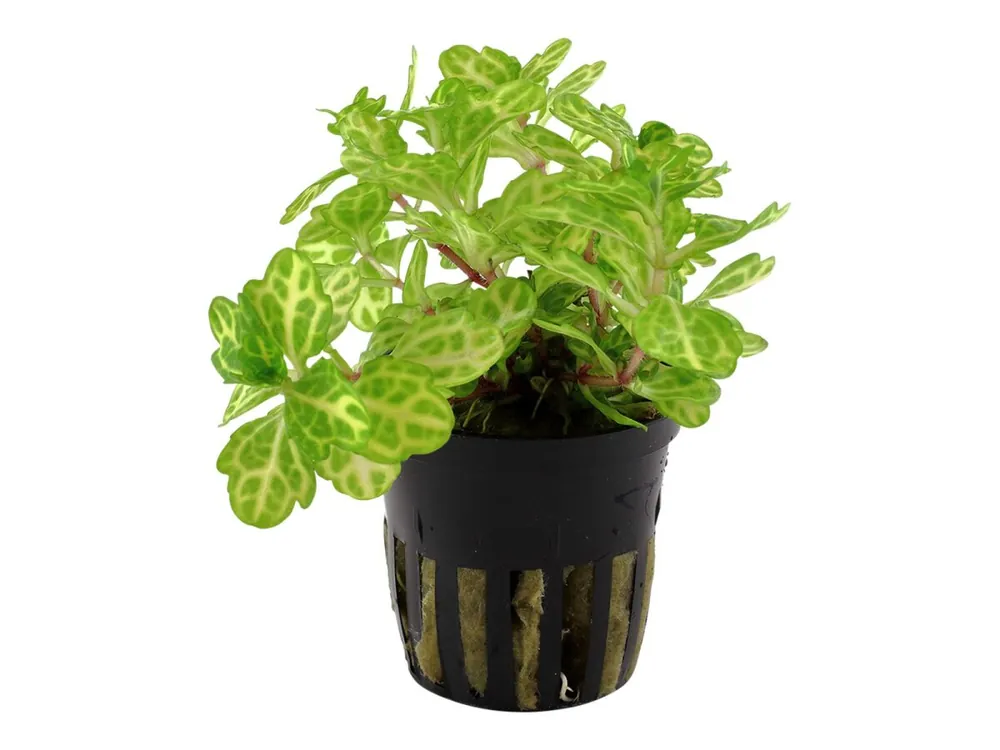 Meistverkauft Shinnersia rivularis 'White-Green'