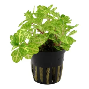 Shinnersia rivularis 'Blanc-Vert Highlight