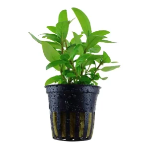 Bestseller Staurogyne repens