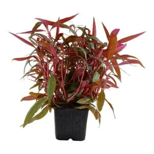 Saisonangebot Alternanthera reineckii 'Pink' (rosa)