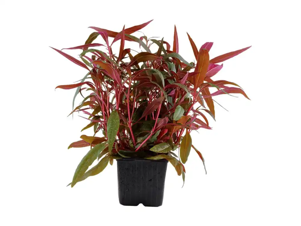 Saisonangebot Alternanthera reineckii 'Pink' (rosa)