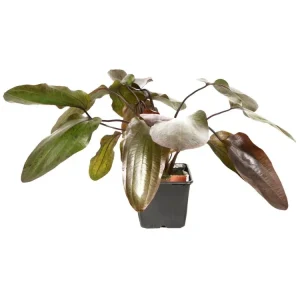 Kracherpreis Echinodorus 'Ozelot